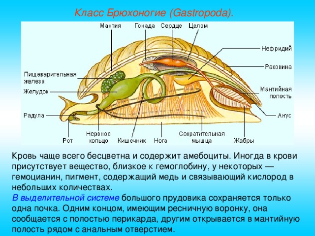 Класс Брюхоногие (Gastropoda). Кровь чаще всего бесцветна и содержит амебоциты. Иногда в крови присутствует вещество, близкое к гемоглобину, у некоторых — гемоцианин, пигмент, содержащий медь и связывающий кислород в небольших количествах. В выделительной системе большого прудовика  сохраняется только одна почка. Одним концом, имеющим ресничную воронку, она сообщается с полостью перикарда, другим открывается в мантийную полость рядом с анальным отверстием.  