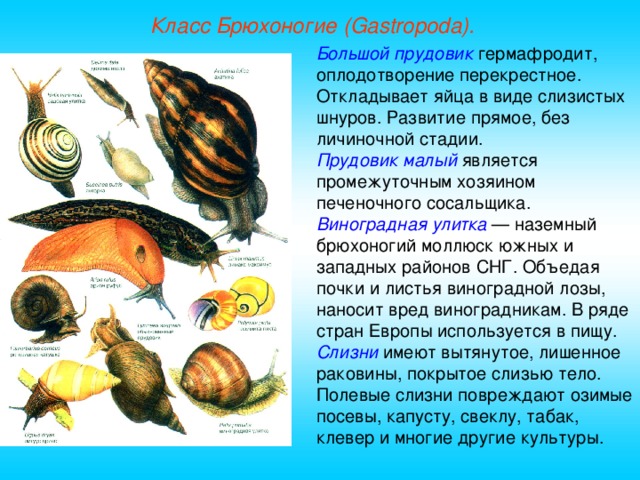 Класс Брюхоногие (Gastropoda). Большой прудовик гермафродит, оплодотворение перекрестное. Откладывает яйца в виде слизистых шнуров. Развитие прямое, без личиночной стадии. Прудовик малый является промежуточным хозяином печеночного сосальщика. Виноградная улитка — наземный брюхоногий моллюск южных и западных районов СНГ. Объедая почки и листья виноградной лозы, наносит вред виноградникам. В ряде стран Европы используется в пищу. Слизни имеют вытянутое, лишенное раковины, покрытое слизью тело. Полевые слизни повреждают озимые посевы, капусту, свеклу, табак, клевер и многие другие культуры.  