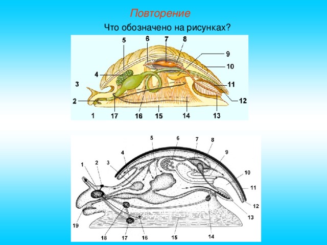 Повторение Что обозначено на рисунках? 