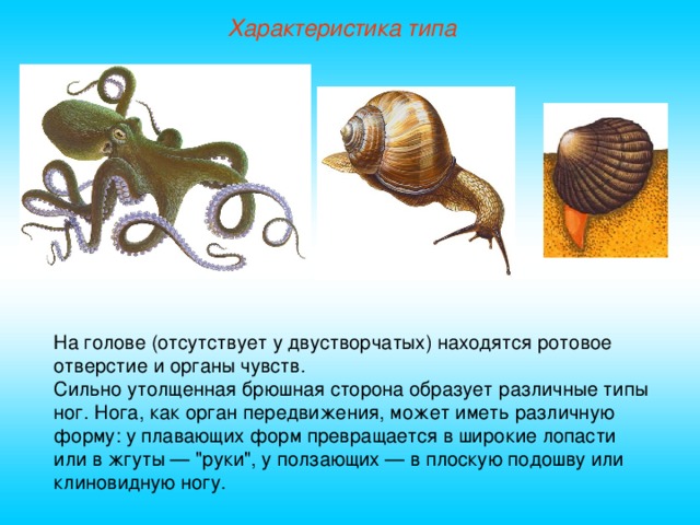 Характеристика типа На голове (отсутствует у двустворчатых) находятся ротовое отверстие  и органы чувств. Сильно утолщенная брюшная сторона образует различные типы ног. Нога, как орган передвижения, может иметь различную форму: у плавающих форм превращается в широкие лопасти или в жгуты — 