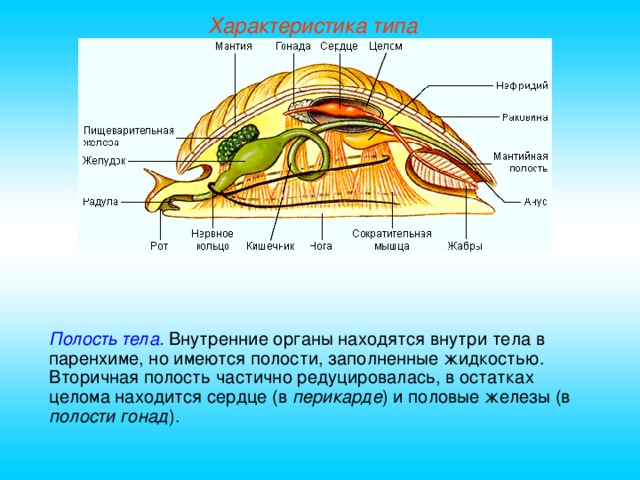 Характеристика типа Полость тела.  Внутренние органы находятся внутри тела в паренхиме, но имеются полости, заполненные жидкостью. Вторичная полость частично редуцировалась, в остатках целома находится сердце (в перикарде ) и половые железы (в полости  гонад ).  