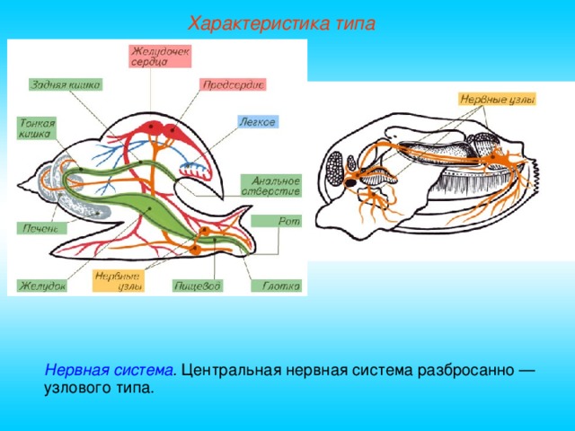 Характеристика типа Нервная система . Центральная нервная система разбросанно — узлового типа.  