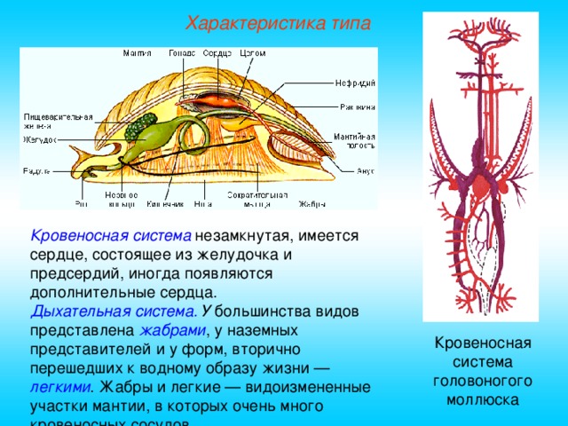 Характеристика типа Кровеносная система  незамкнутая, имеется сердце, состоящее из желудочка и предсердий, иногда появляются дополнительные сердца. Дыхательная система. У большинства видов представлена жабрами , у наземных представителей и у форм, вторично перешедших к водному образу жизни — легкими . Жабры и легкие — видоизмененные участки мантии, в которых очень много кровеносных сосудов. Кровеносная система головоногого моллюска  