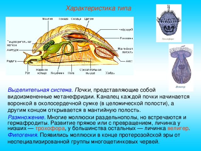 Характеристика типа Выделительная система.  Почки , представляющие собой видоизмененные метанефридии. Каналец каждой почки начинается воронкой в околосердечной сумке (в целомической полости), а другим концом открывается в мантийную полость. Размножение.  Многие моллюски раздельнополы, но встречаются и гермафродиты. Развитие прямое или с превращением, личинка у низших — трохофора , у большинства остальных — личинка велигер . Филогения.  Появились моллюски в конце протерозойской эры от неспециализированной группы многощетинковых червей.  