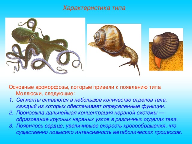 Характеристика типа Основные ароморфозы, которые привели к появлению типа Моллюски, следующие: Сегменты сливаются в небольшое количество отделов тела, каждый из которых обеспечивает определенные функции. Произошла дальнейшая концентрация нервной системы — образование крупных нервных узлов в различных отделах тела. Появилось сердце, увеличившее скорость кровообращения, что существенно повысило интенсивность метаболических процессов.  