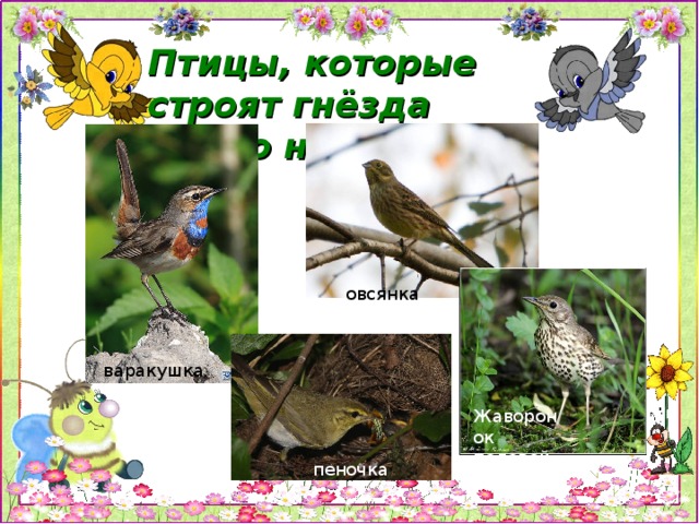 Птицы, которые строят гнёзда прямо на земле овсянка варакушка Жаворонок полевой пеночка