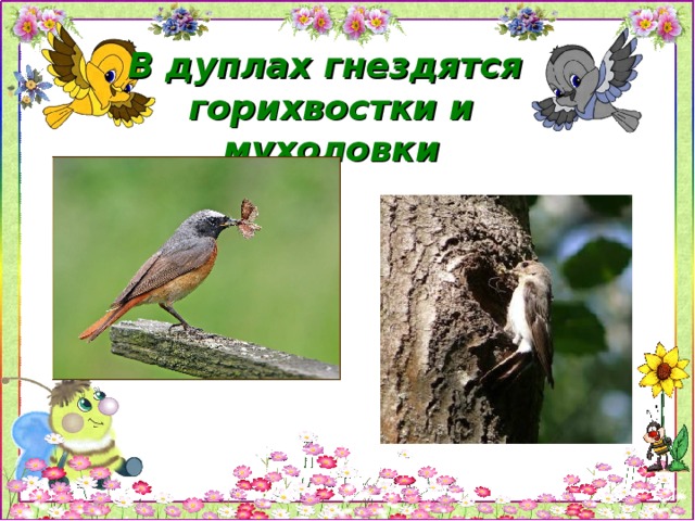 В дуплах гнездятся  горихвостки и мухоловки