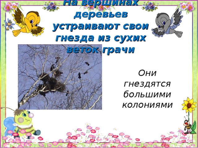 На вершинах деревьев устраивают свои гнезда из сухих веток грачи Они гнездятся большими колониями