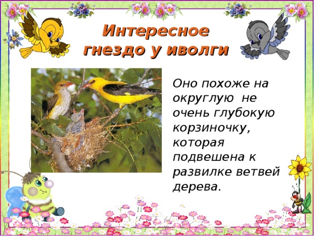 Интересное гнездо у иволги Оно похоже на округлую не очень глубокую корзиночку, которая подвешена к развилке ветвей дерева.