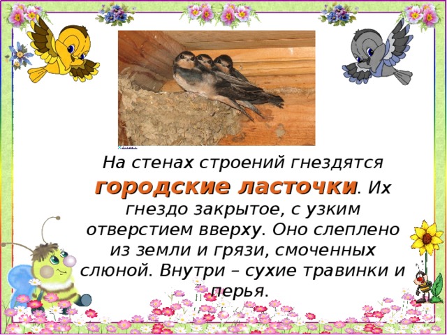На стенах строений гнездятся городские ласточки . Их гнездо закрытое, с узким отверстием вверху. Оно слеплено из земли и грязи, смоченных слюной. Внутри – сухие травинки и перья.