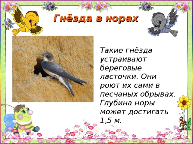 Гнёзда в норах Такие гнёзда устраивают береговые ласточки. Они роют их сами в песчаных обрывах. Глубина норы может достигать 1,5 м.