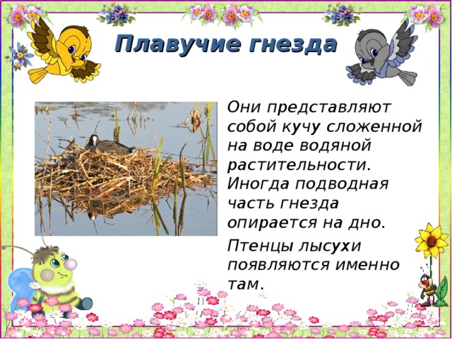 Плавучие гнезда Они представляют собой кучу сложенной на воде водяной растительности. Иногда подводная часть гнезда опирается на дно. Птенцы лысухи появляются именно там .