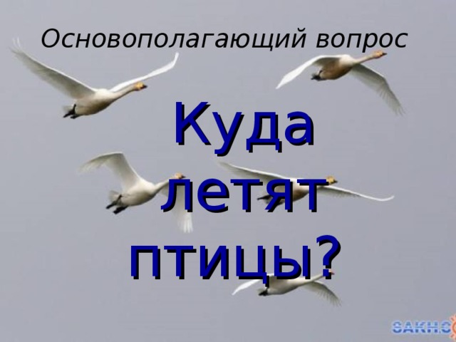 Основополагающий вопрос Куда летят птицы?