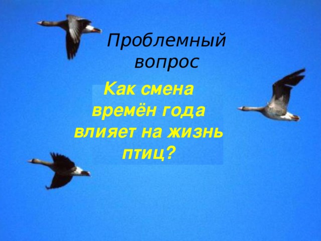Проблемный вопрос Как смена времён года влияет на жизнь птиц?