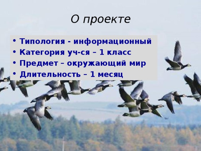 О проекте