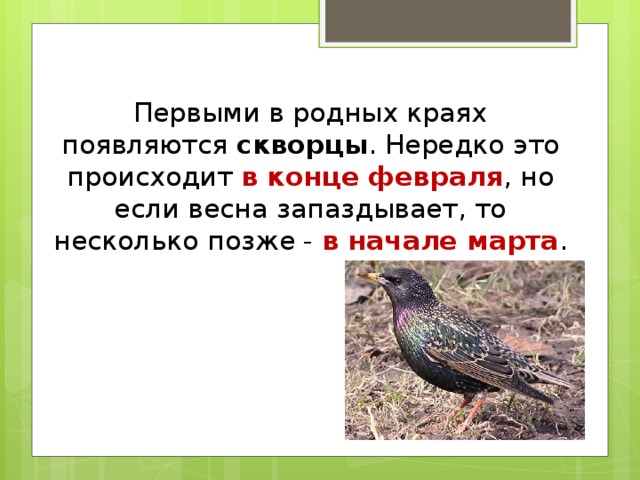 Первыми в родных краях  появляются скворцы . Нередко это происходит в конце февраля , но  если весна запаздывает, то несколько позже - в начале марта .
