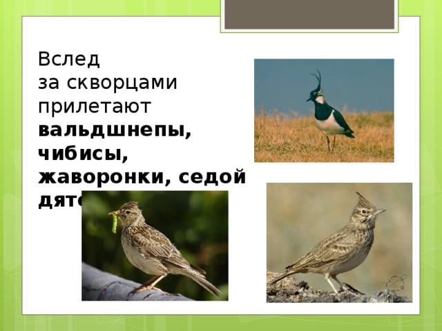 Вслед за скворцами прилетают вальдшнепы, чибисы, жаворонки, седой дятел.