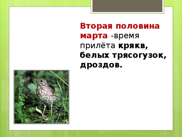 Вторая половина марта -время прилёта крякв, белых трясогузок, дроздов.