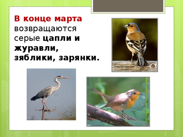 В конце марта возвращаются серые цапли и журавли, зяблики, зарянки.