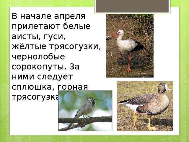 В начале апреля прилетают белые аисты, гуси, жёлтые трясогузки, чернолобые сорокопуты. За ними следует сплюшка, горная трясогузка.