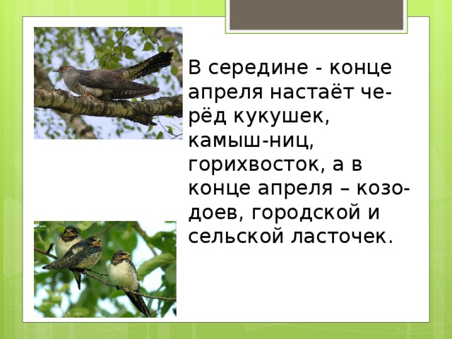 В середине - конце апреля настаёт че-рёд кукушек, камыш-ниц, горихвосток, а в конце апреля – козо-доев, городской и сельской ласточек.