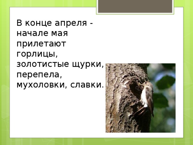 В конце апреля - начале мая прилетают горлицы, золотистые щурки, перепела, мухоловки, славки.