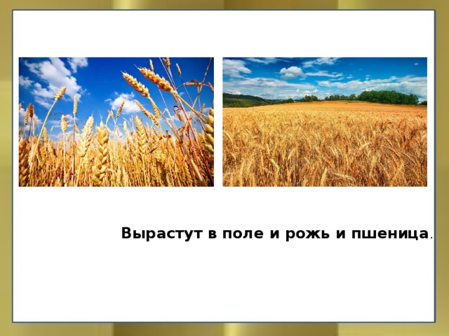 Вырастут в поле и рожь и пшеница . 