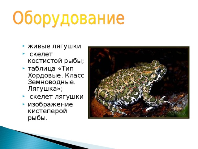 живые лягушки  скелет костистой рыбы; таблица «Тип Хордовые. Класс Земноводные. Лягушка»;  скелет лягушки изображение кистеперой рыбы. 