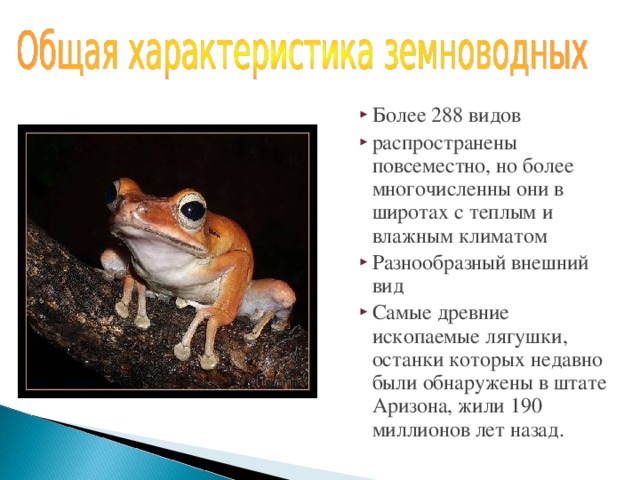 Более 288 видов распространены повсеместно, но более многочисленны они в широтах с теплым и влажным климатом Разнообразный внешний вид Самые древние ископаемые лягушки, останки которых недавно были обнаружены в штате Аризона, жили 190 миллионов лет назад.  