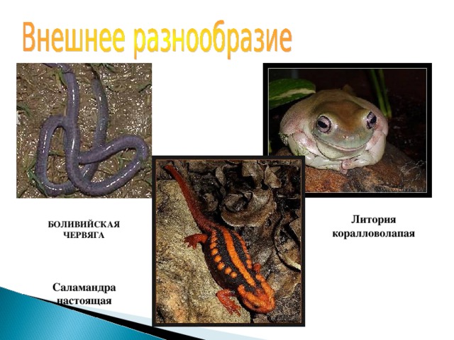 Литория коралловолапая БОЛИВИЙСКАЯ ЧЕРВЯГА    Саламандра настоящая 