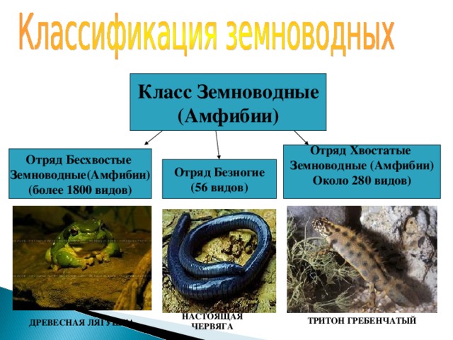 Класс Земноводные (Амфибии) Отряд Хвостатые Земноводные (Амфибии) Около 280 видов)  Отряд Бесхвостые Земноводные(Амфибии) (более 1800 видов) Отряд Безногие (56 видов) НАСТОЯЩАЯ ЧЕРВЯГА   ТРИТОН ГРЕБЕНЧАТЫЙ ДРЕВЕСНАЯ ЛЯГУШКА 