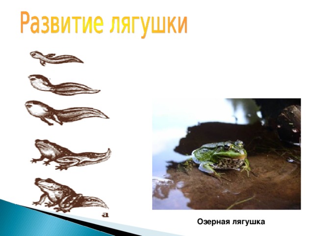 Озерная лягушка 
