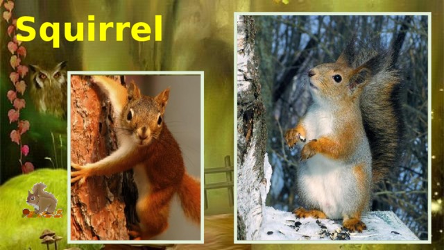 Squirrel 