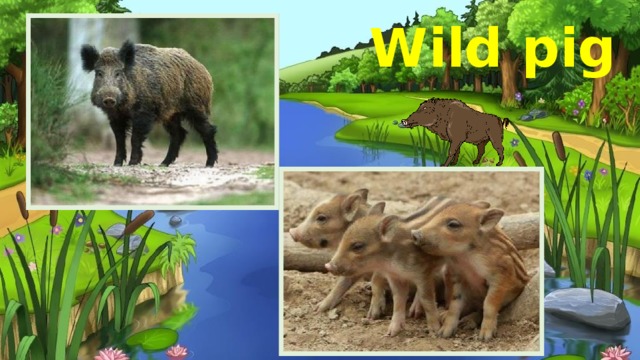 Wild pig 