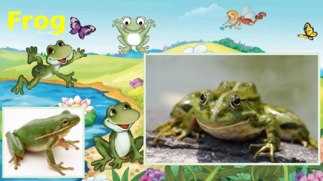 Frog 
