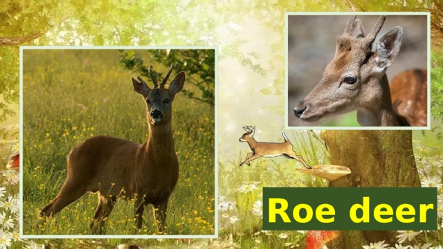Roe deer 