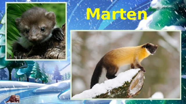 Marten 
