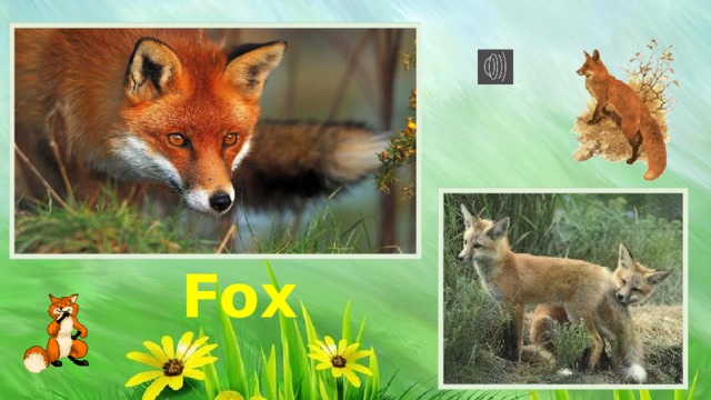 Fox 