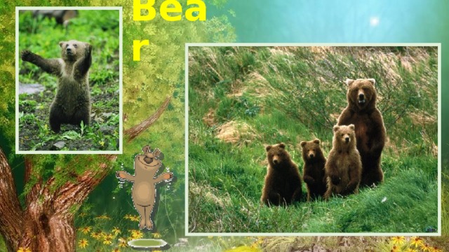 Bear 