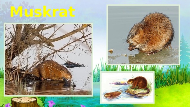 Muskrat 