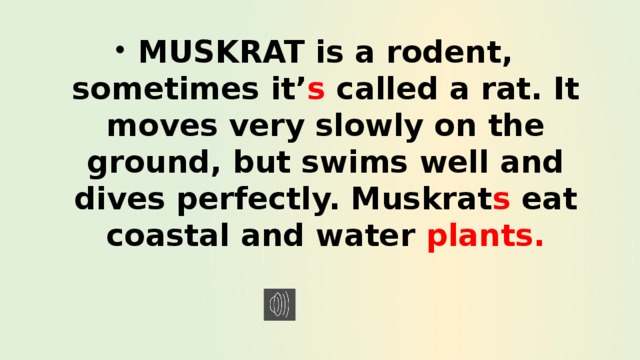 MUSKRAT is a rodent, sometimes it’ s called a rat. It moves very slowly on the ground, but swims well and dives perfectly. Muskrat s eat coastal and water plants. 