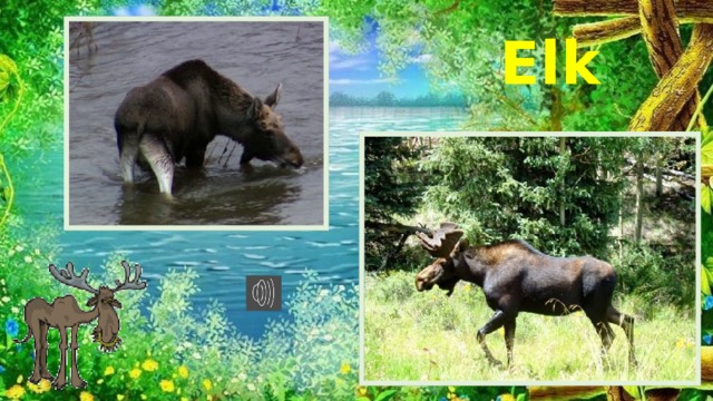 Elk 