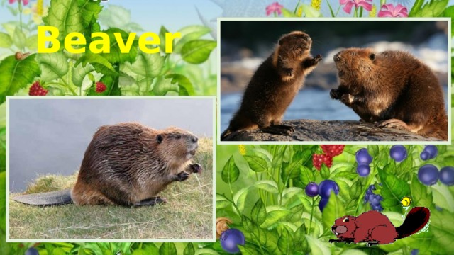 Beaver 