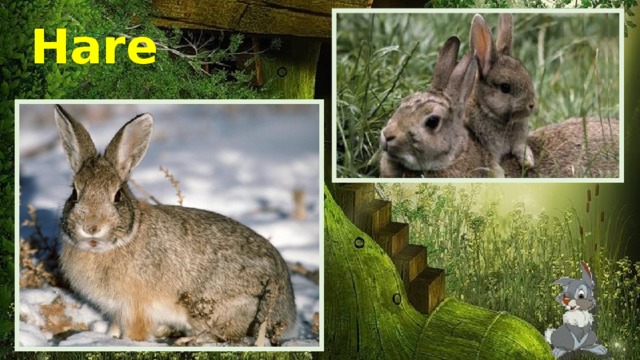Hare 