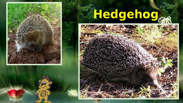 Hedgehog 