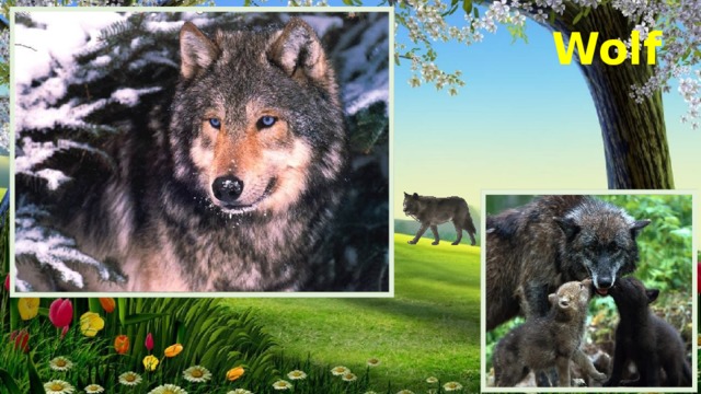 Wolf 