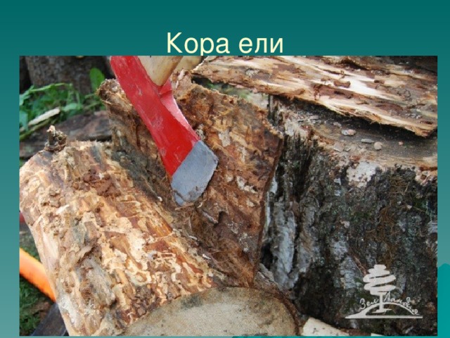 Кора ели 