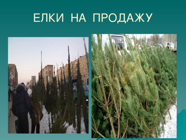 ЕЛКИ НА ПРОДАЖУ 