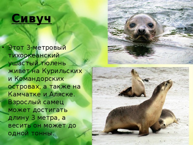 Сивуч Этот 3-метровый тихоокеанский ушастый тюлень живет на Курильских и Командорских островах, а также на Камчатке и Аляске. Взрослый самец может достигать длину 3 метра, а весить он может до одной тонны. 
