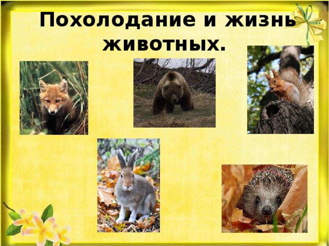   Похолодание и жизнь животных. 